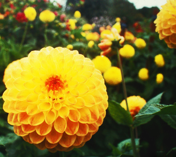 Dahlia ' HILLCREST MATT '  (S.B.)  Jackson  UK  2005  NDS Dahlia Trials, Bramhope, Leeds 2005  (Don Sutcliffe)